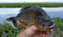 Cá Piranha, loài cá ăn thịt người dễ dàng cắn đứt dây kim loại trong nháy mắt