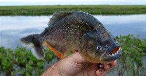 Cá Piranha, loài cá ăn thịt người dễ dàng cắn đứt dây kim loại trong nháy mắt