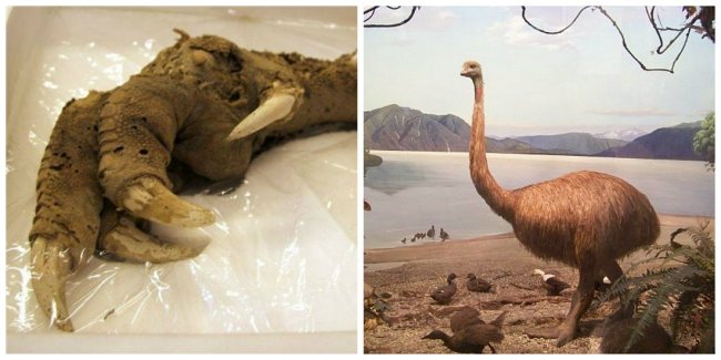 Chim Moa
