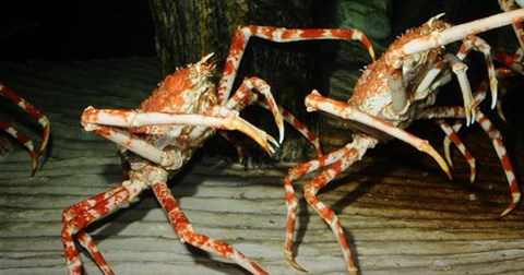 Cua nhện tranh nhau xé xác bạch tuộc dưới đáy biển