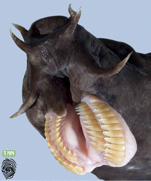 Hàm răng sắc nhọn đáng sợ của cá Hagfish