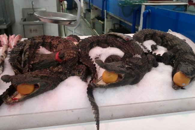 Cá sấu nguyên con bán tại Walmart