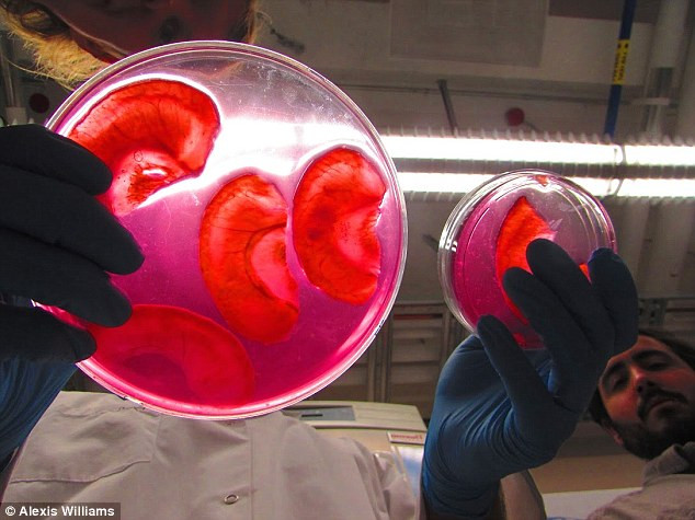 Các bác sĩ đang nghiên cứu để ứng dụng kỹ thuật này vào cơ thể người