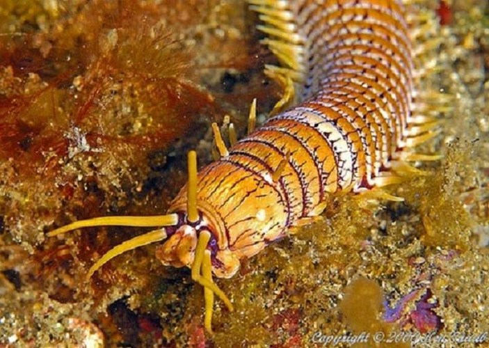 Cơ thể của chúng có thể phát triển tới độ dài 3m