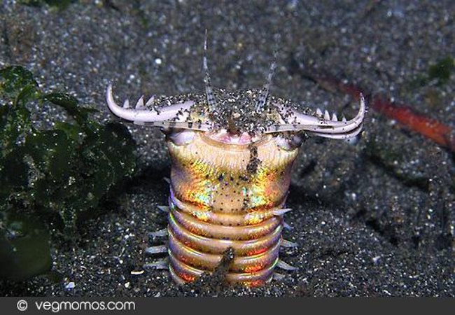 Miệng của chúng luôn mở sẵn chờ con mồi xấu số đi qua