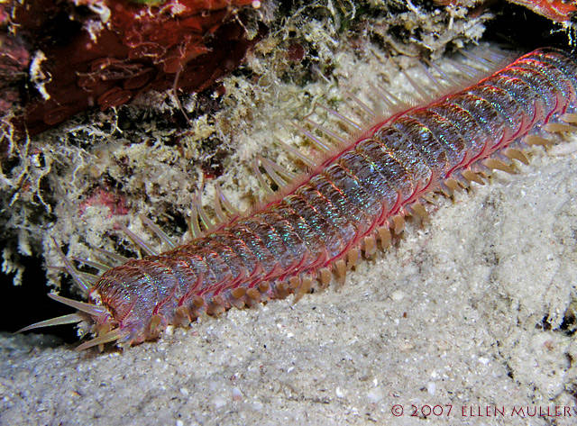 Lông của loài sâu biển này rất độc