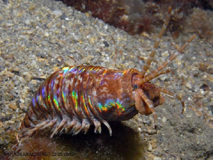 Chúng sử dụng 5 cái râu như ăng ten để dò tìm và tấn công con mồi 