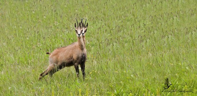 Mấy chú hươu sao đây?