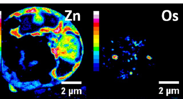 Tế bào ung thư bị tiêu diệt từ bên trong bởi một hợp chất hữu cơ – kim loại đặc thù