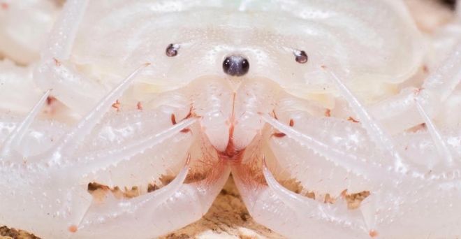 Khuôn mặt con nhện chân dài ở khoảng cách gần