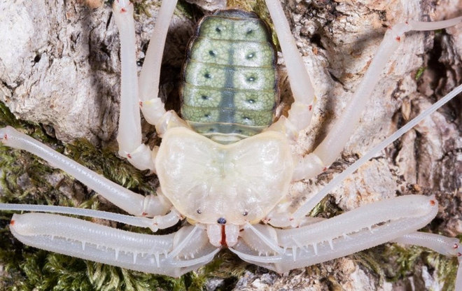 Các nhà khoa học đã phát hiện ra 155 loài nhện chân dài trên thế giới