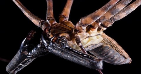 Cận cảnh quá trình lột xác của nhện chân dài trong suốt 1 giờ