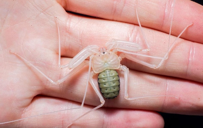 Tuy có vẻ ngoài đáng sợ nhưng loài nhện này rất hiền 