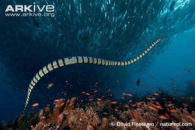 Rắn biển Belcher Rắn biển Belcher