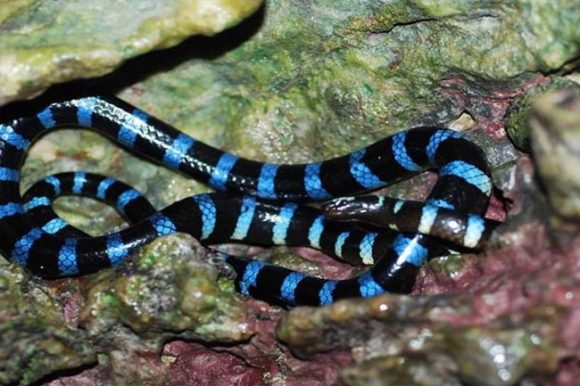 Rắn biển Belcher có thể giết chết con mồi trong giây lát sau cú cắn chí mạng  Rắn biển Belcher có thể giết chết con mồi trong giây lát sau cú cắn chí mạng