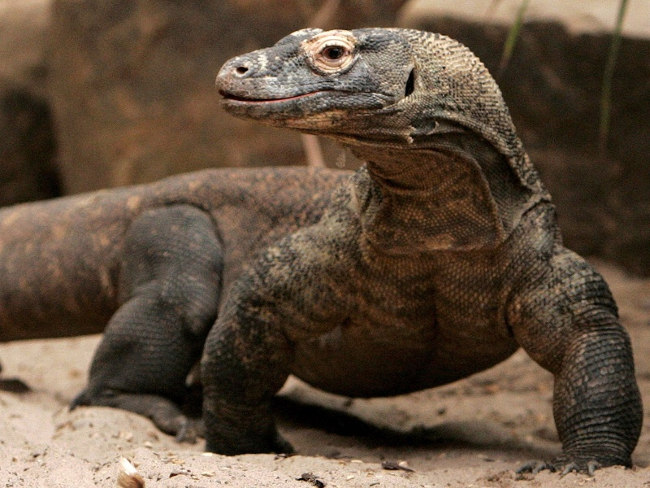 Rồng Komodo là loài thằn lằn lớn nhất trên hành tinh còn tồn tại