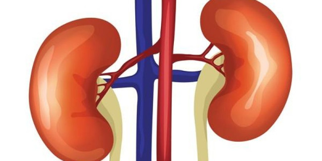 Phương pháp thải độc thận