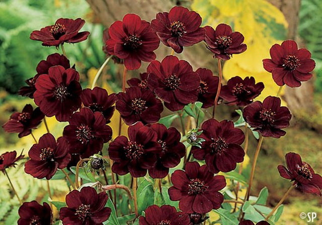 Cúc vạn thọ Socola