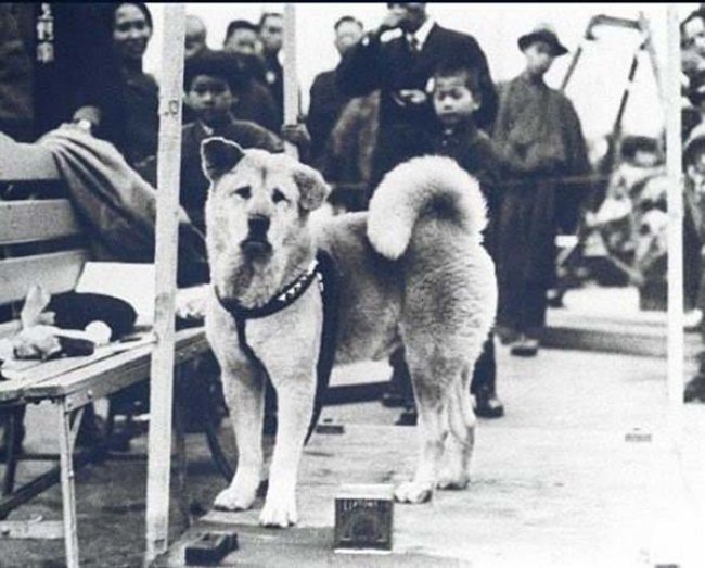 Con chó Hachiko