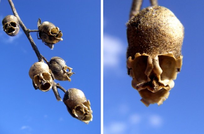 Cây hoa rồng có hình đầu lâu