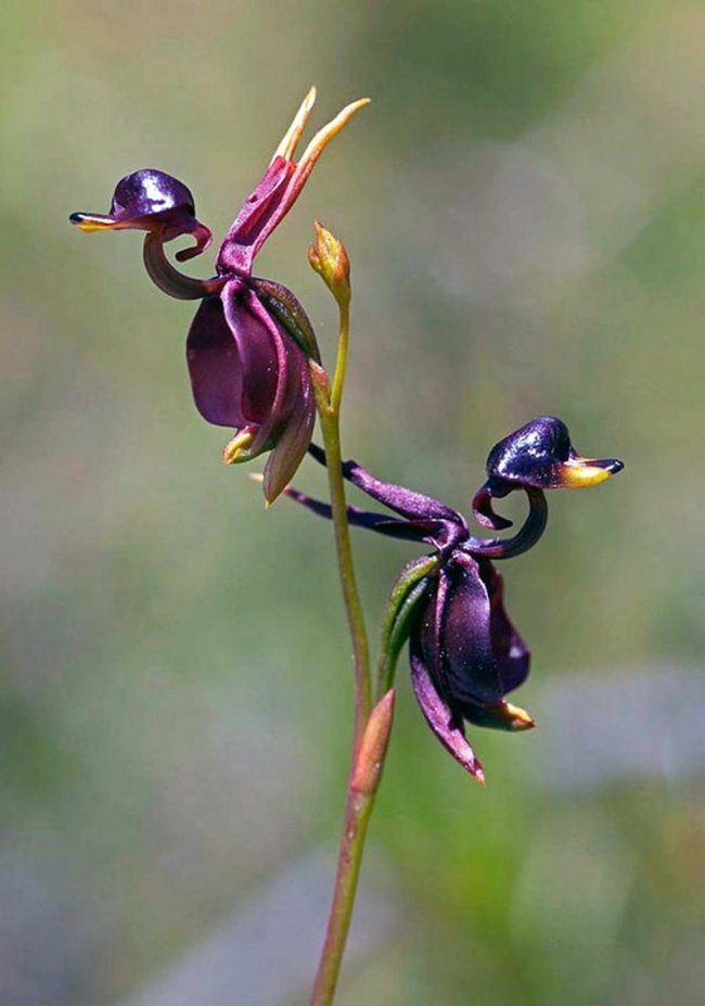 Hoa lan vịt bay - Flying Duck Orchid (Caleana Major)