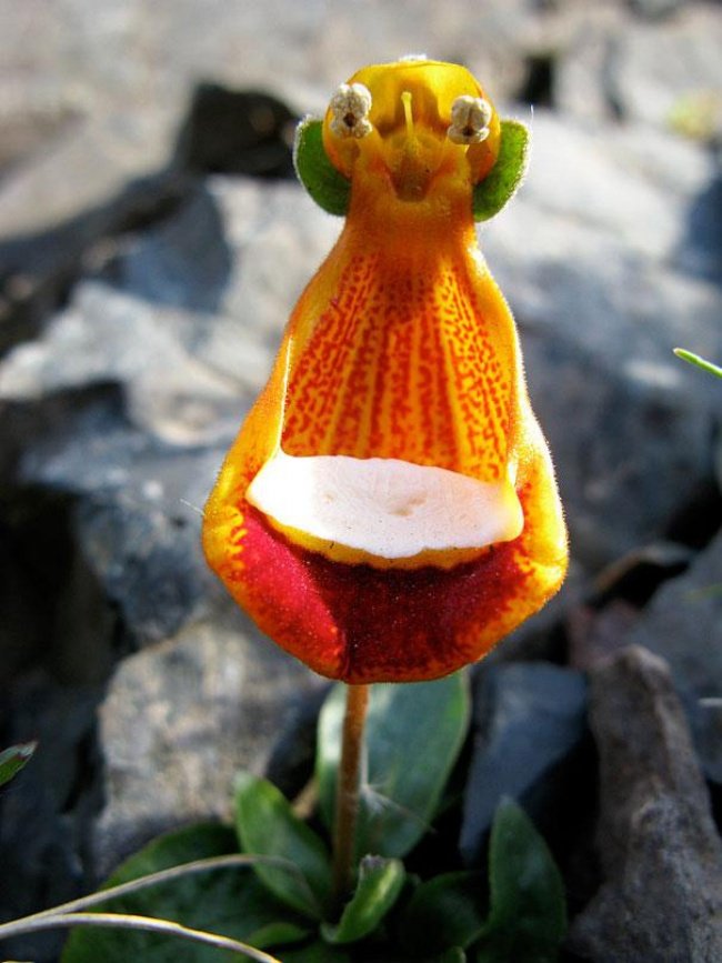 Hoa "người ngoài hành tinh" - Happy Alien (Calceolaria Uniflora)