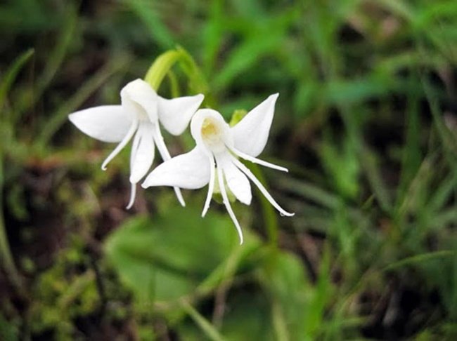 Hoa thiên thần - Angel orchid (Habenaria Grandifloriformis)