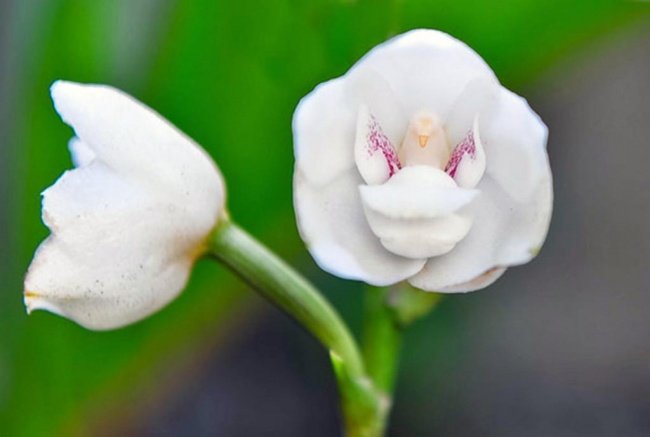 Hoa bồ câu - Dove orchid or Holy Ghost orchid (Peristeria Elata)