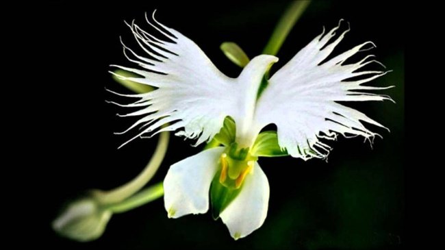 Top 18 loài hoa có hình hài dị nhất thế giới - QuanTriMang.com