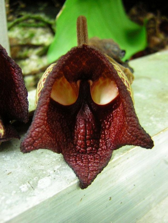 Darth Vader orchid (Aristolochia Salvadorensis)