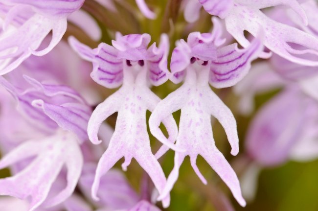 Naked Man orchid