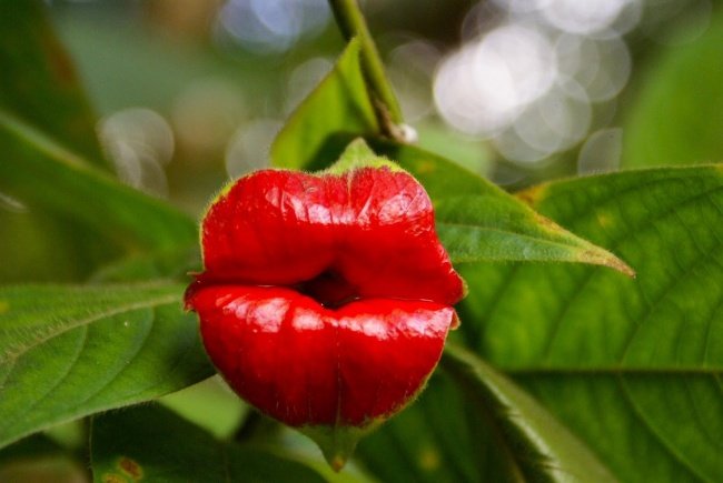 Đôi môi Hooker - Hooker's Lips (Psychotria Elata)