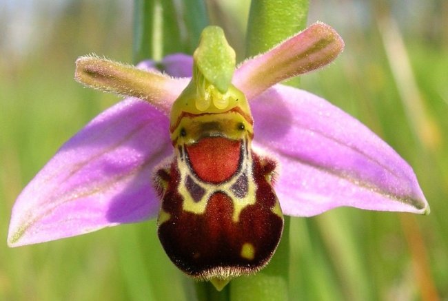 Laughing Bumble Bee orchid - Hoa lan ong (Ophrys bomybliflora)