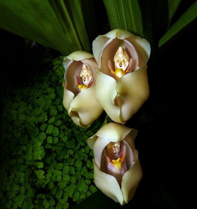 Hoa "cuốn tã em bé" - Swaddled Babies orchid (Anguloa Uniflora)