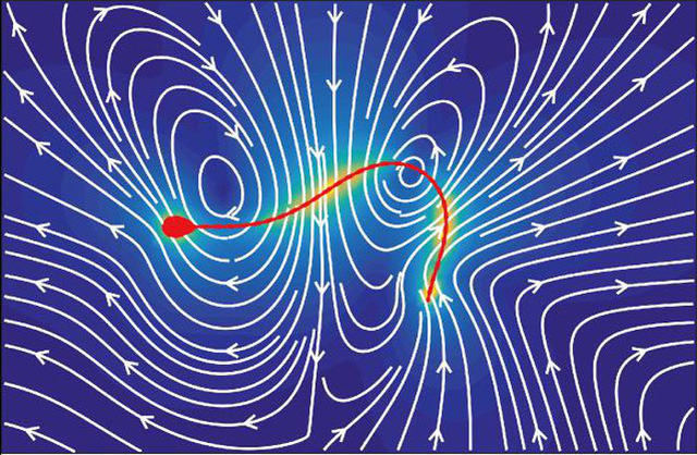 Nhịp điệu của từng phần đuôi của tinh trùng được tái dựng lại dưới dạng sóng