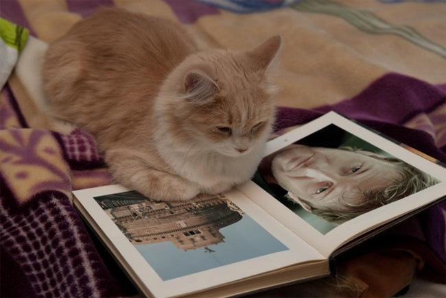 Hiệu ứng chú mèo thông minh