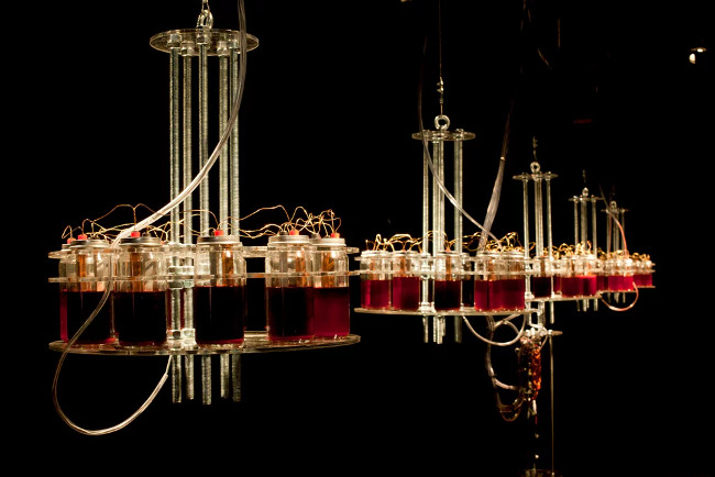 Nghệ sỹ đã không ngừng thu thập máu của mình với dung lượng 1,2 galông máu