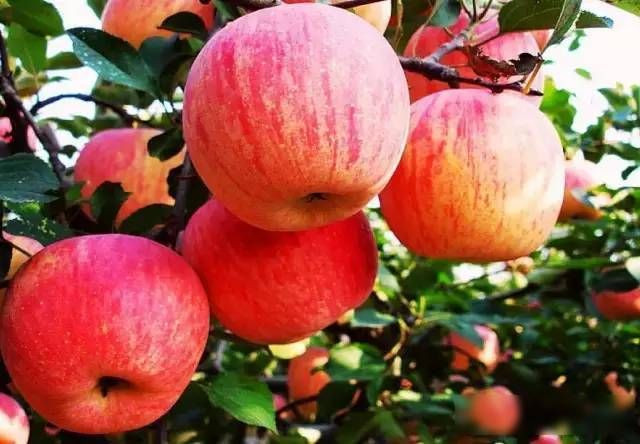 Có tới 99% mẫu táo chứa ít nhất một dư lượng thuốc trừ sâu  Có tới 99% mẫu táo chứa ít nhất một dư lượng thuốc trừ sâu