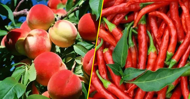 10 loại rau và trái cây 