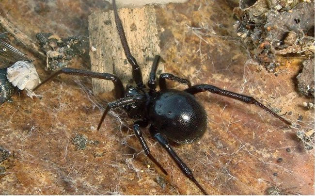 Nhện độc Katipo