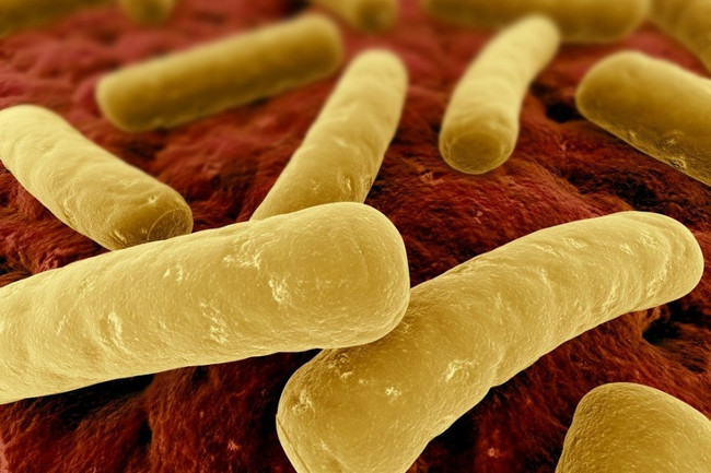 Vi khuẩn kỵ khí tuyệt đối Clostridium botulinum