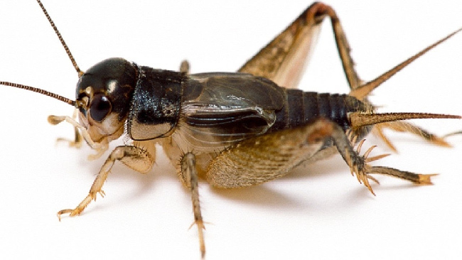 Dùng dế để ngụy trang và ẩn nấp