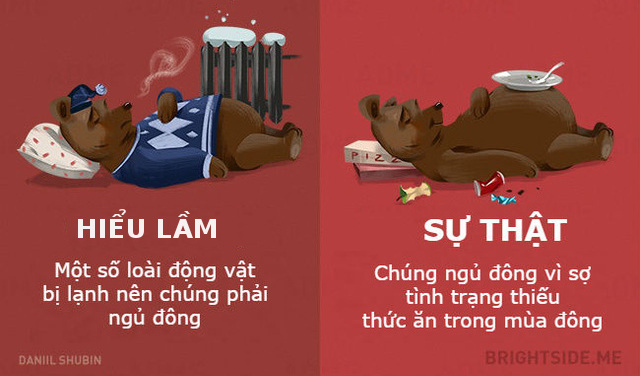 Gấu ngủ đông vì thiếu thức ăn 