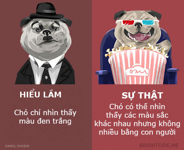 Chó không bị mù màu 