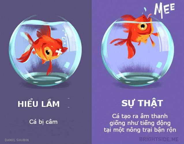 Cá tạo ra âm thanh 