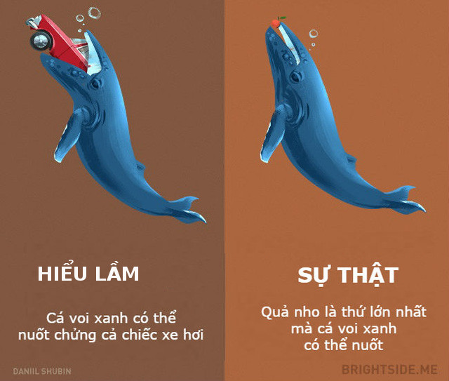 Quả nho là thứ lớn nhất mà cá voi xanh có thể nuốt 