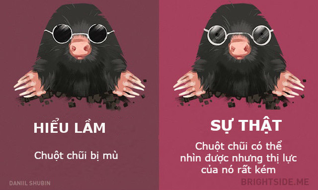 Chuột chũi có thị lực rất kém 