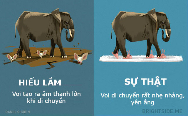 Voi di chuyển rất nhẹ nhàng 