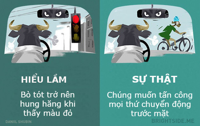 Bò tót muốn tấn công mọi thứ chuyển động trước mặt 