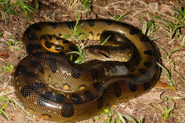 Trăn khổng lồ Anaconda